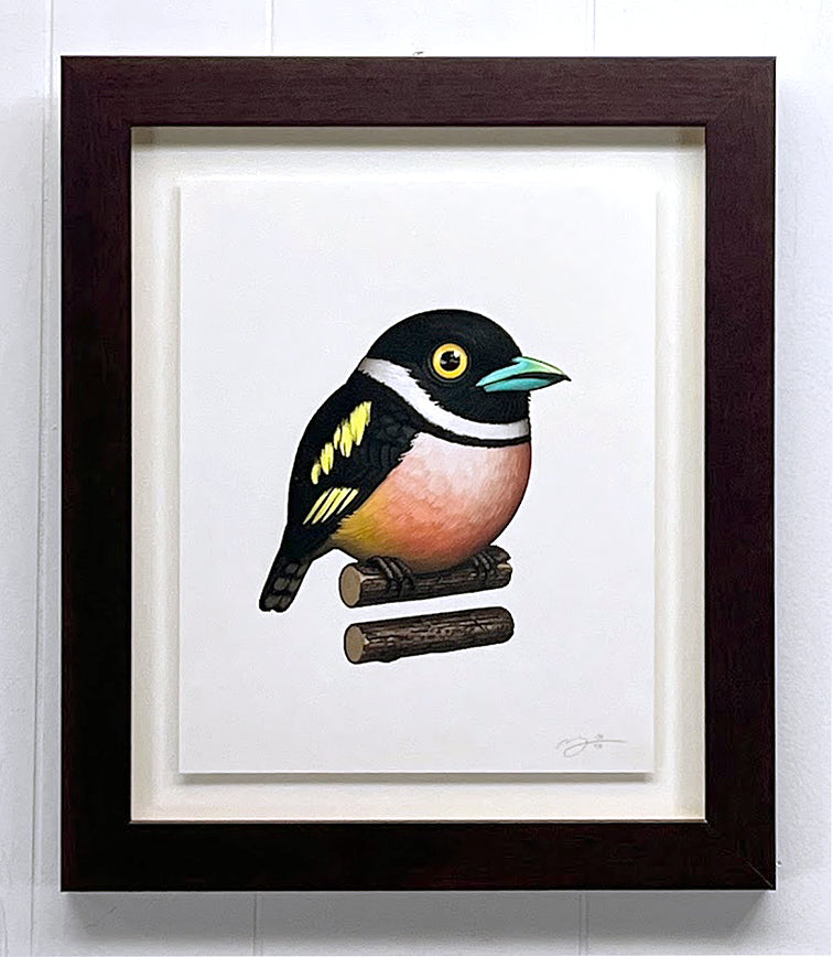 Fat Bird - BLACK-AND-YELLOW BROADBILL by Mike Mitchell 2023